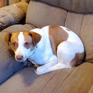 Chunk, Terrier / Hound, puppy, available for adoption