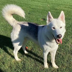 Cosmo, Shepherd / Husky, adult, available for adoption