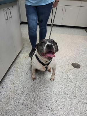A black and white dog with a pink tongue sticking out, wearing a harness and leash, standing on a speckled floor in a room with white cabinets.