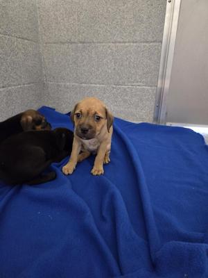 Bubblegum, Hound / Affenpinscher, puppy, available for adoption