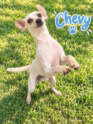 Chevy, Chihuahua / Affenpinscher, adult, available for adoption