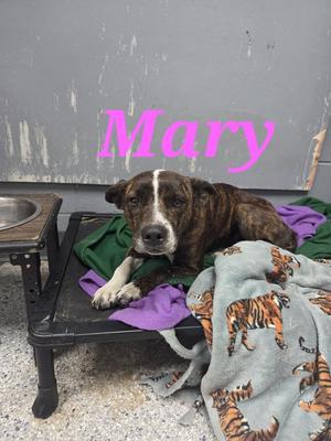 Mary, Cattle Dog / Affenpinscher, puppy, available for adoption