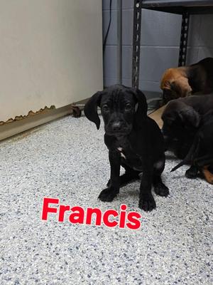 Francis, Hound, puppy, available for adoption