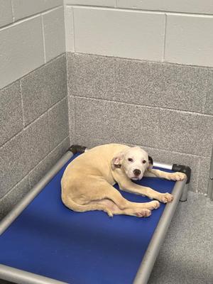 A light-colored puppy lying on a blue mat in a kennel
