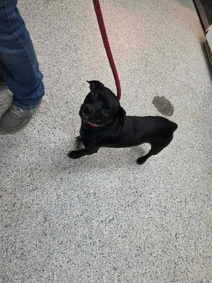A black dog on a red leash standing on a speckled floor, looking up at the camera.