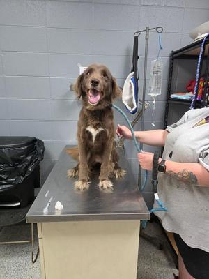 Alice, Australian Shepherd / Affenpinscher, adult, available for adoption