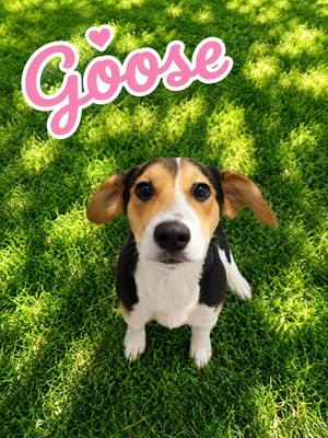 Goose, Hound / Affenpinscher, puppy, available for adoption