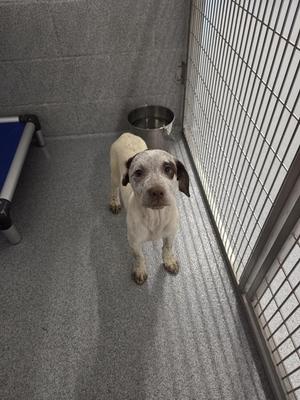 a white dog with brown spots standing in a cage