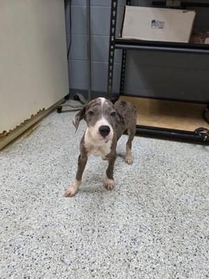 Fender, Catahoula Leopard Dog / Affenpinscher, puppy, available for adoption
