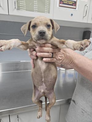 A small, light-brown puppy being held up by a person, likely in a veterinary clinic exam room.