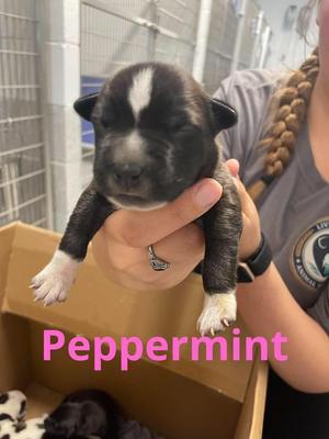 Peppermint, Pit Bull Terrier / Affenpinscher, puppy, available for adoption
