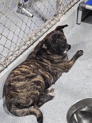 Gracie, Mountain Cur / Affenpinscher, young, available for adoption