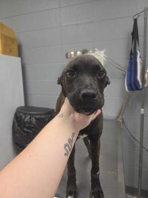 A black puppy being held by a person's hand, standing on a table in a room with a blue and white bag hanging in the background.