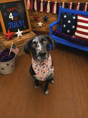 Piper, Catahoula Leopard Dog / Affenpinscher, adult, available for adoption
