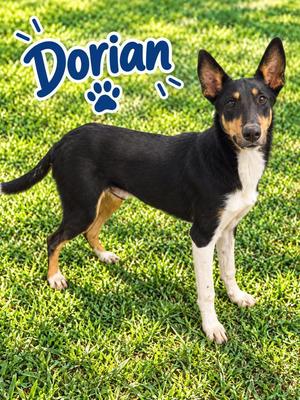 Dorian, Doberman Pinscher / Affenpinscher, young, available for adoption