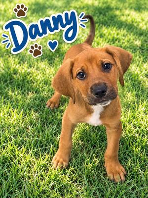 Danny, Hound, puppy, available for adoption
