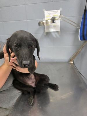 Hailey, Hound / Mountain Cur, puppy, available for adoption