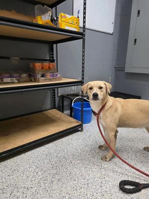 Honey, Affenpinscher / Catahoula Leopard Dog, puppy, available for adoption
