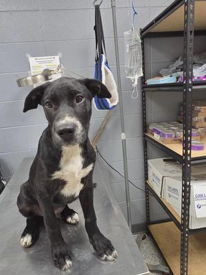 A black and white dog sitting on a metal table in a veterinary clinic.