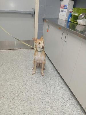 a small brown and white dog sitting on a tiled floor in a veterinary clinic