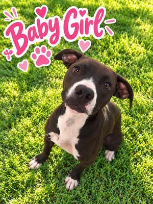 Baby Girl2, Labrador Retriever / Terrier, young, available for adoption