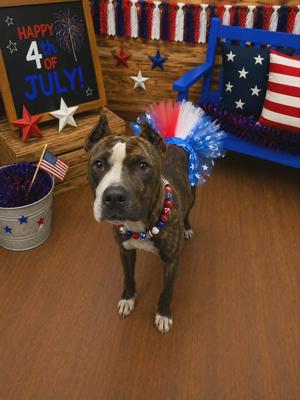 Nutella, Pit Bull Terrier, young, available for adoption
