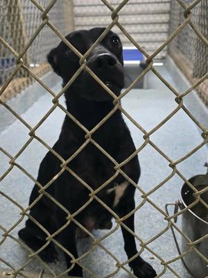 Daisy, Labrador Retriever / Affenpinscher, adult, available for adoption