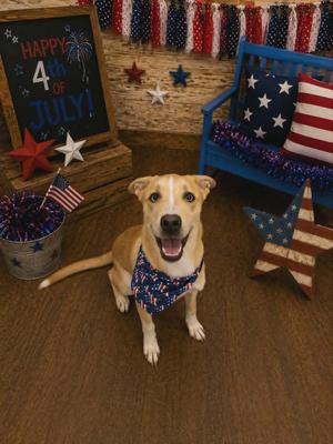 Frill, Hound, puppy, available for adoption