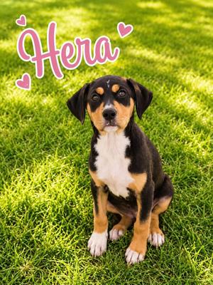 Hera, Hound / Affenpinscher, puppy, available for adoption