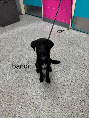 A black puppy with a white chest patch sitting on a speckled floor, wearing a leash. The name 'bandit' is written in black text on the left side of the image.