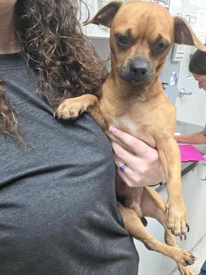 A small brown dog being held by a person with long curly hair.
