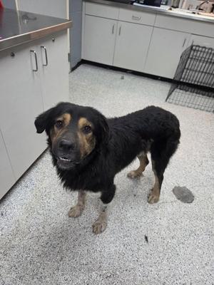 A black and brown dog standing on a speckled floor in a kitchen, with a metal cage in the background.