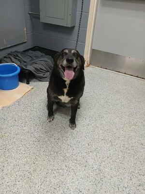 Bonnie, Labrador Retriever, senior, available for adoption