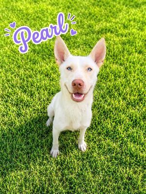 Pearl, Husky, young, available for adoption