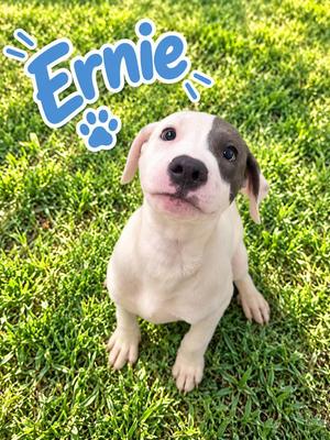 Ernie, Labrador Retriever / Pit Bull Terrier, puppy, available for adoption