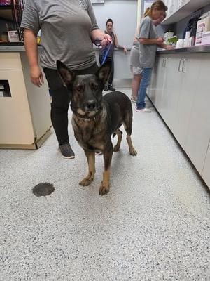 Beretta, German Shepherd Dog / Affenpinscher, adult, available for adoption