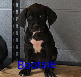 Bootsie, Hound, puppy, available for adoption