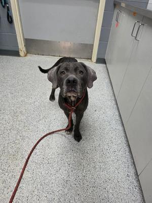 A black dog on a red leash standing on a speckled floor in a room with white cabinets and a gray wall.