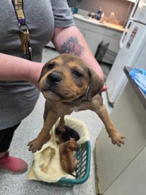Liberty, Labrador Retriever / Affenpinscher, young, available for adoption