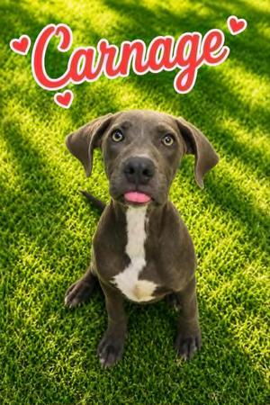 Carnage, Weimaraner / Affenpinscher, puppy, available for adoption