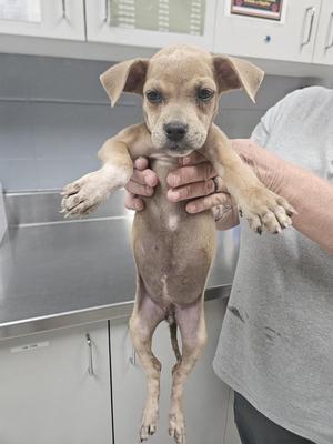 A small light-brown puppy being held up by a person, likely in a veterinary clinic.