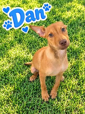 Dan, Pit Bull Terrier / Affenpinscher, puppy, available for adoption