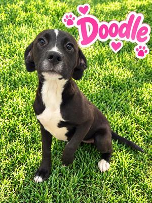 Doodle, German Shorthaired Pointer / Pit Bull Terrier, puppy, available for adoption