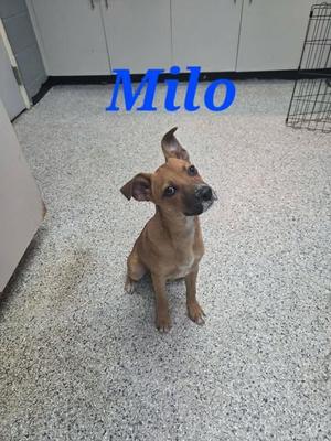 A brown dog named Milo sitting on a speckled floor, looking up with its ears perked.