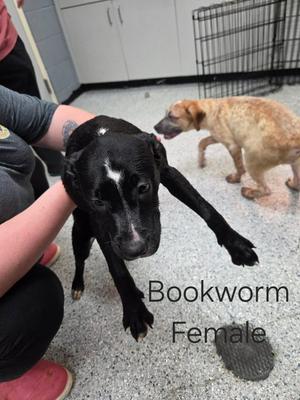 Bookworm, German Shorthaired Pointer / Pit Bull Terrier, puppy, available for adoption