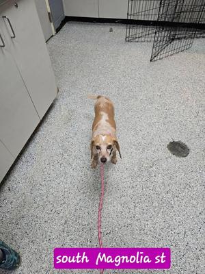 A small dog on a leash walking on a speckled floor, with a metal crate in the background.