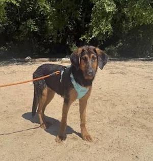 Chikita $25 Fostered, Hound / German Shepherd Dog, young, available for adoption