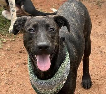 Chili $50, Labrador Retriever / Mixed Breed, puppy, available for adoption