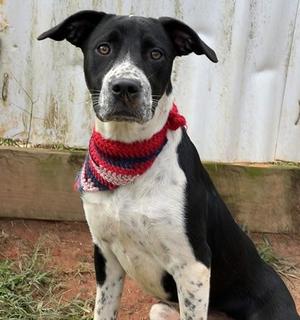 Edna $50, Border Collie / Mixed Breed, young, available for adoption