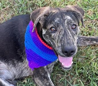 Frito $50, Labrador Retriever / Mixed Breed, puppy, available for adoption